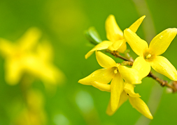 forsythia